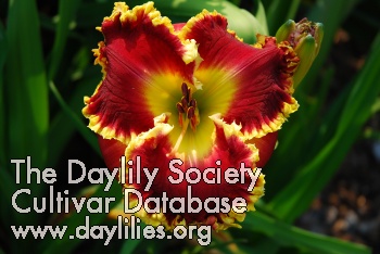 Daylily Bold Paint